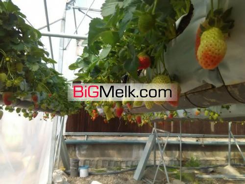 فروش گلخانه کشت توت فرنگی در استان البرز(کرج)