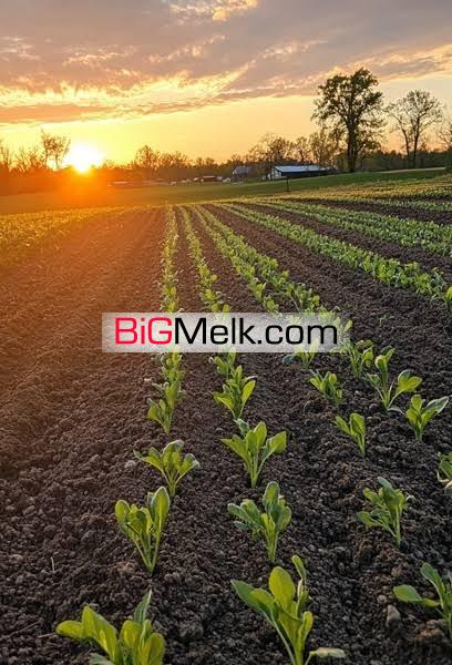 ۳۰ هکتار زمین کشاورزی در اشتهارد