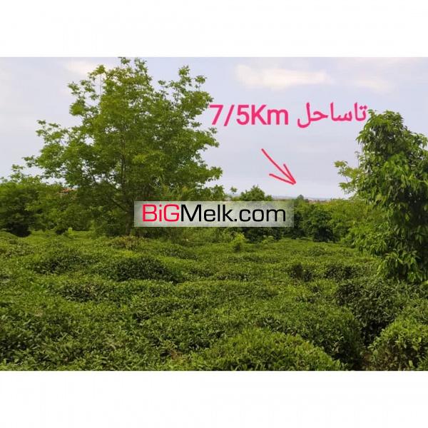 ۷/۵ هکتار زمین باسه بر آسفالت گلدشت رحیم آباد رودسر