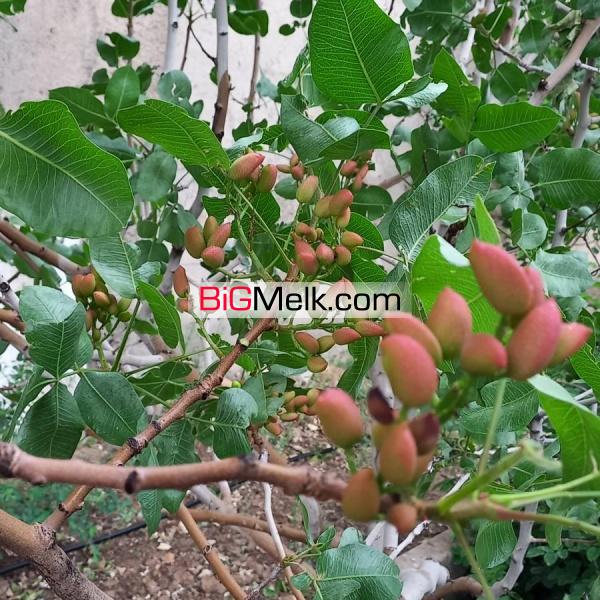 ۱۹۸۰ متر باغچه با ۱۴۰متر بنا آب برق گاز سند تک برگ رسمی