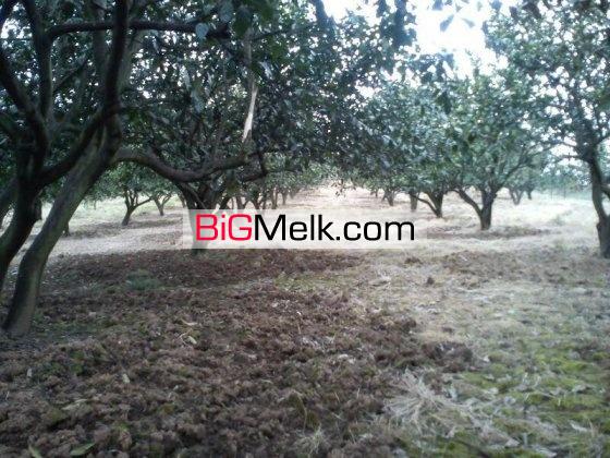 معاوضه 5700 متر باغ با خودرو | قائم شهر، منطقه توریستی ریکنده
