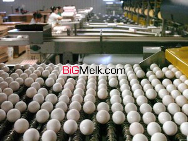فروش کارخانه بسته بندی تخم مرغ