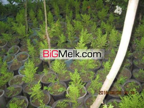 تولید گل گیاه یاس هلندی ولاوسونوکامیس