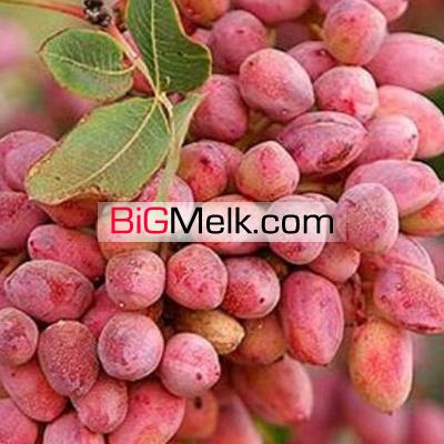 زمین ۵۰۰ هکتاری