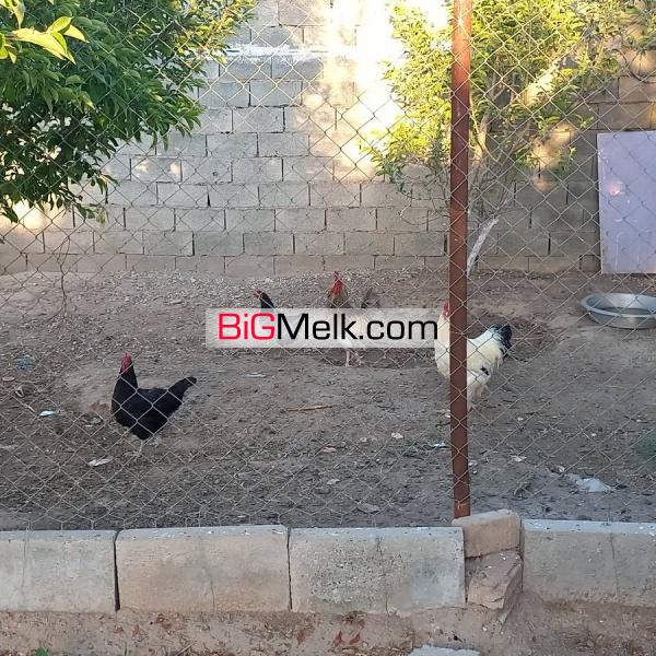 ۱۹۸۰ متر باغچه با ۱۴۰متر بنا آب برق گاز سند تک برگ رسمی