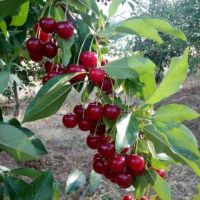 فروش گاوداری با موقعیت مناسب در سنندج