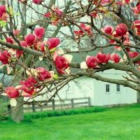 فروش زمین کشاورزی در مرودشت | فارس
