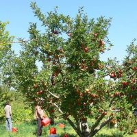 2.5 هکتار باغ سیب دارای ویلادرمیانه فروشی