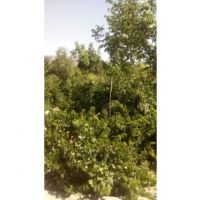 فروش ویلا باغ اصفهان 2400 متر