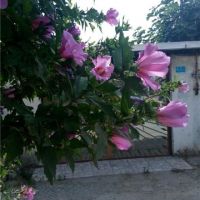 فروش باغ در بابلسر روستای بابل پشت 850 متر