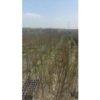 باغ در اصفهان ۲۰۰۰متر باغ