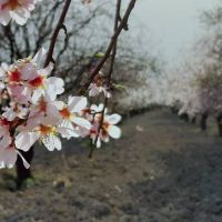 باغ زمین واقع در مهارلو