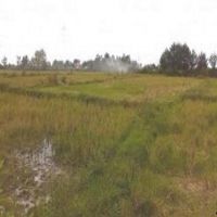 زمین کشاورزی مرغوب در هشتگرد