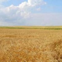 فروش 66 هکتار زمین زراعی و گاوداری