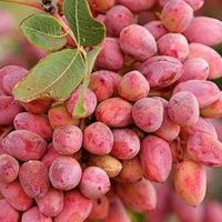 زمین ۵۰۰ هکتاری
