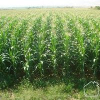 فروش یک زمین کشاورزی در حومه هشتگرد کرج