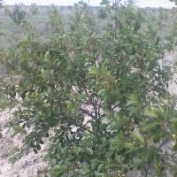 باغ میوه فروشی در چناران
