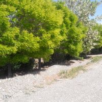 فروش باغ در اصفهان باغ4000متری اصفهان