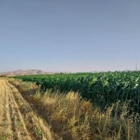 فروش زمین کشاورزی واقع در اراک روستای امان آباد