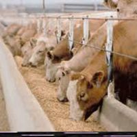 فروش گاوداری صنعتی گوشتی 17000 متری