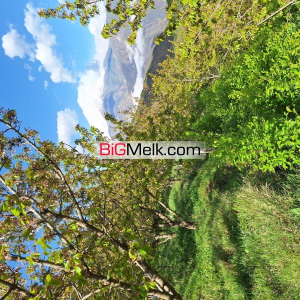 باغ گیلاس البالو و گردو