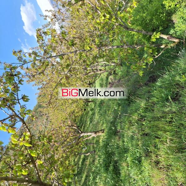 باغ گیلاس البالو و گردو