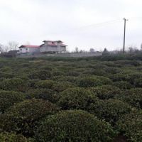 خرید زمین باغ چای و مسطح بهمراه مجوز پرورش ماهی رودسر