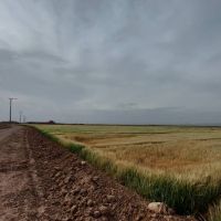 50 هکتار زمین کشاورزی شامل 20 هکتار پسته 7 ساله