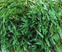 اجاره چمن مصنوعی