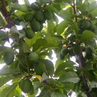 فروش باغ الو-هلو-گوجه سبزدر هشتگرد دوقطعه باغ همجوار