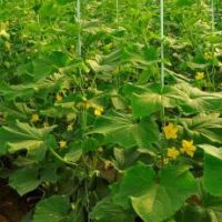 فروش گلخانه در مورچه خورت اصفهان