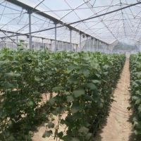 فروش گلخانه با مجوز و سند در شهریار