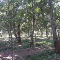 باغ گیلاس والبالو | تهران، منطقه پنج کن سولقان سنگان