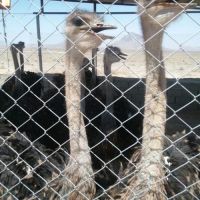 فروش 25 هکتار مزرعه شامل 10 هکتار باغ پسته-انار و زیتون با سیستم آبیاری قطره ای