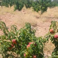 ۱۰ جریب زمین کشاورزی با مجوز گلخانه