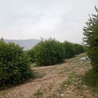 فروش باغ در شهرستان جم
