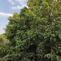 2700 متر زمین با درختان میوه، روستای نایه، خلجستان قم