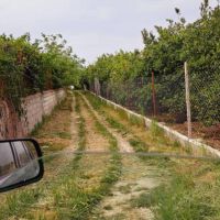 فروش باغ تامسون کنار رود تجن
