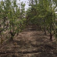 باغچه شهرکی درمنطقه گردشگری یوسف رضا