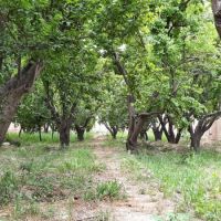 باغ 500 متری چهار دیواری در شهریار