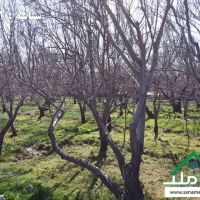 خرید و فروش باغ و باغچه در رضی آباد ، ابراهیم آباد ، کردزار