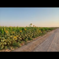 زمین کشاورزی،با آب،مناسب گلخانه و دامداری