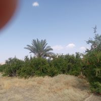 فروش زمین کشاورزی 5000متری