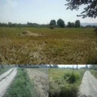 زمین مزروعی به مساحت 10000 متر