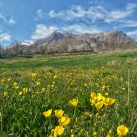 فروش 4هکتار زمین کشاورزی