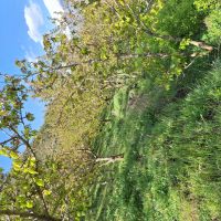 باغ گیلاس البالو و گردو