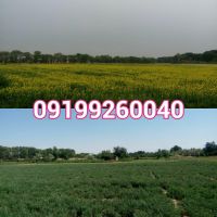 فروش 40 هکتار زمین کشاورزی
