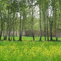 باغ چهاردیواری 2050 متری با درختان قدیمی در شهریار