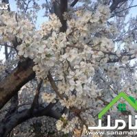 خرید و فروش باغ و باغچه در کرد امیر شهریار کد 1542